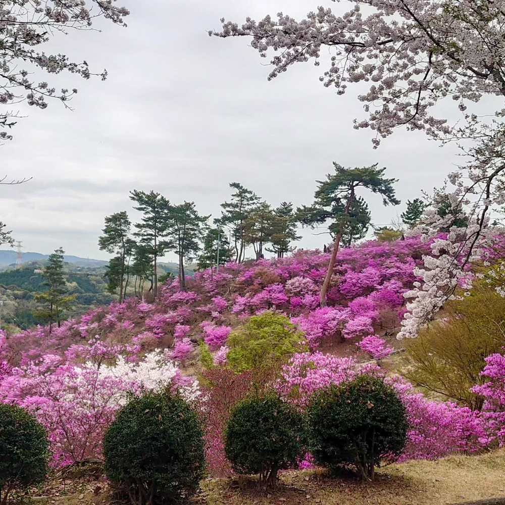 古瀬間御嶽神社、コバノミツバツツジ・桜、4月春の花、愛知県豊田市の観光・撮影スポットの画像と写真