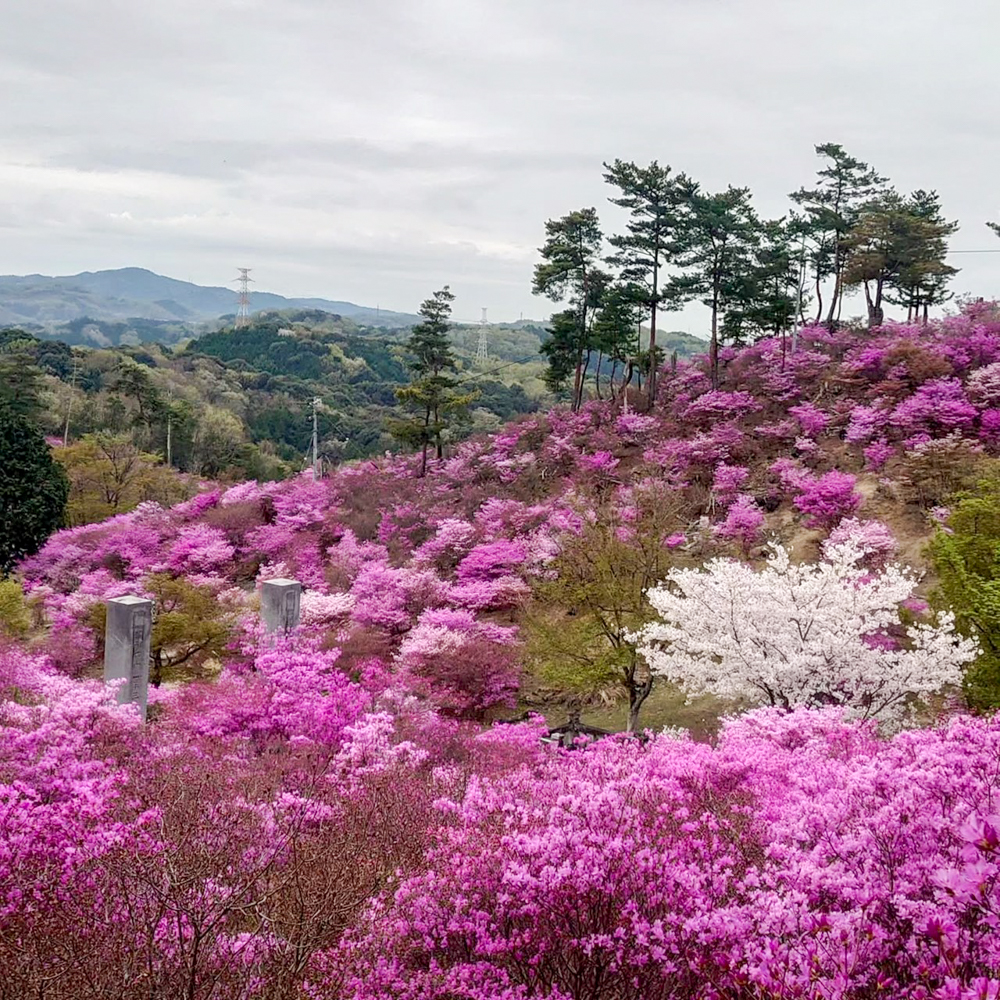 古瀬間御嶽神社、コバノミツバツツジ、4月春の花、愛知県豊田市の観光・撮影スポットの画像と写真