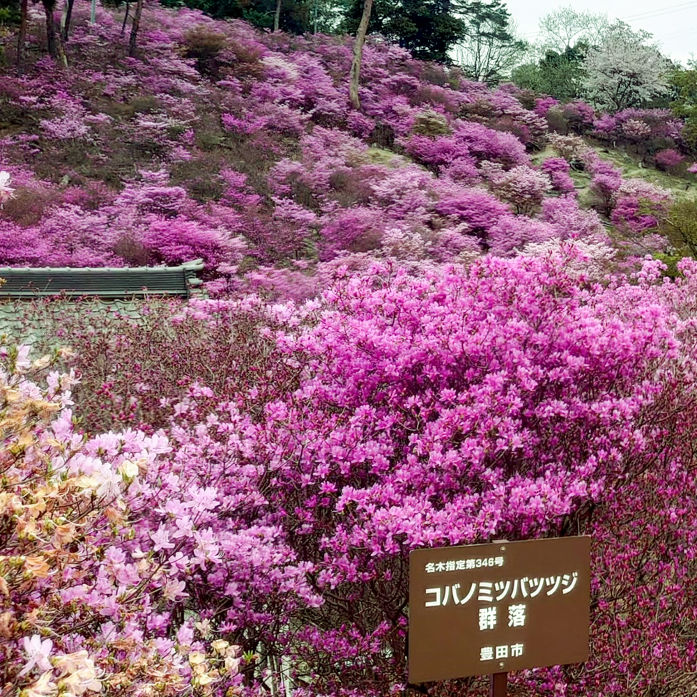 古瀬間御嶽神社、コバノミツバツツジ、4月春の花、愛知県豊田市の観光・撮影スポットの画像と写真