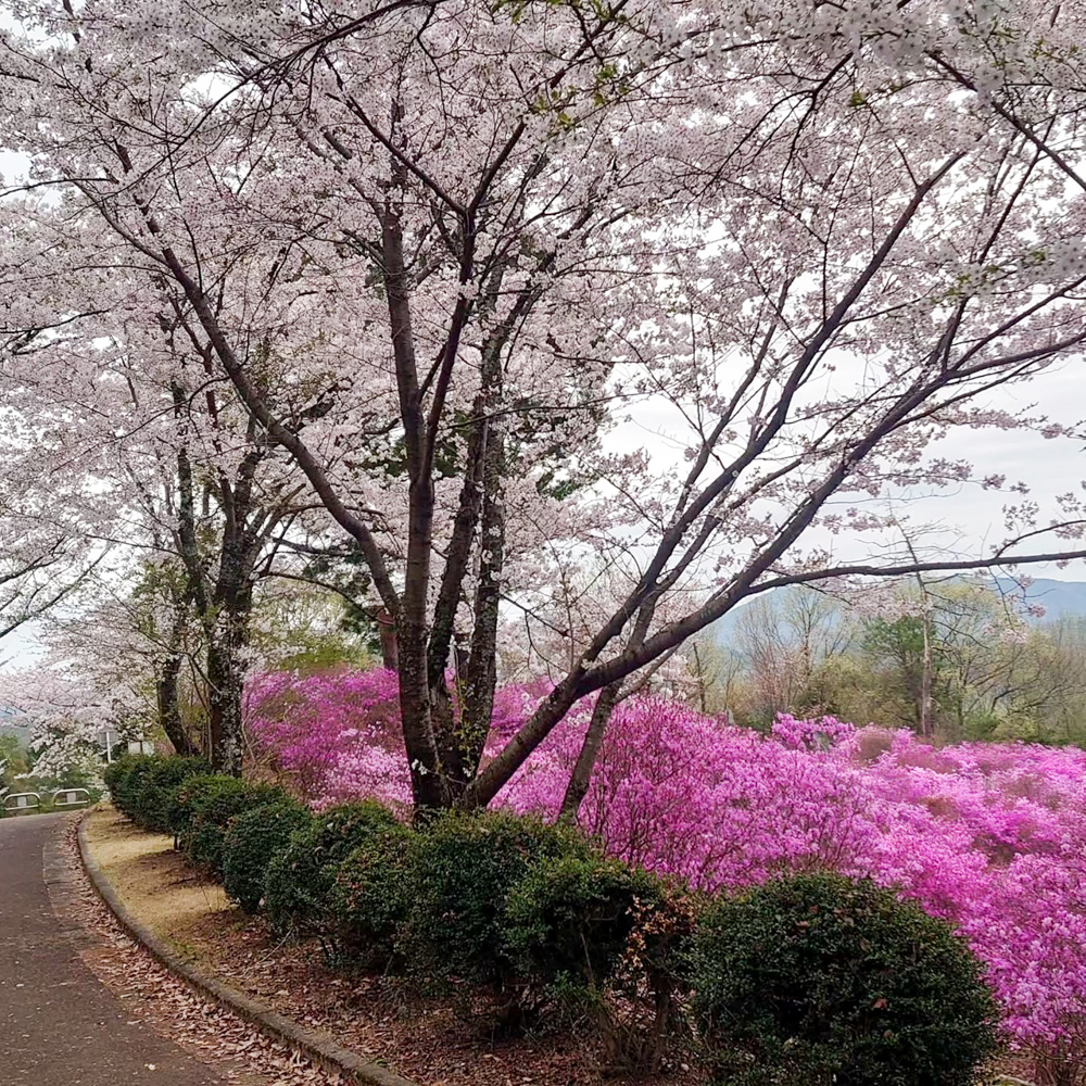 古瀬間御嶽神社、コバノミツバツツジ・桜、4月春の花、愛知県豊田市の観光・撮影スポットの画像と写真