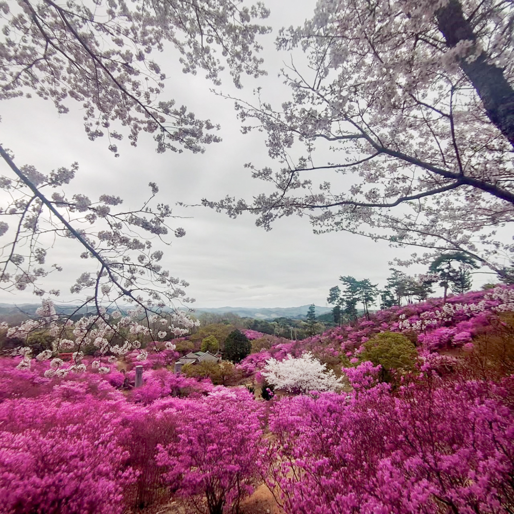 古瀬間御嶽神社、コバノミツバツツジ・桜、4月春の花、愛知県豊田市の観光・撮影スポットの画像と写真