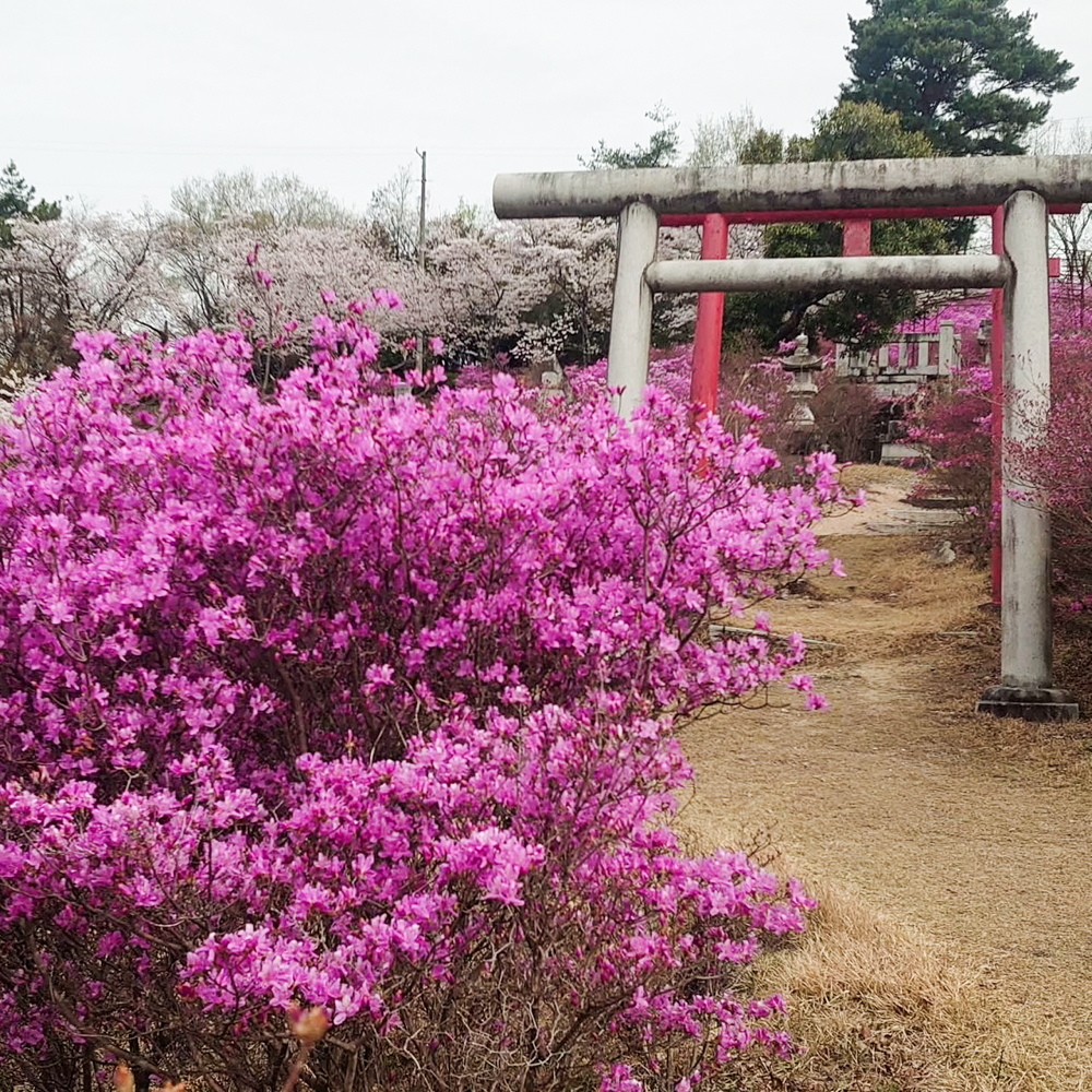 古瀬間御嶽神社、コバノミツバツツジ、4月春の花、愛知県豊田市の観光・撮影スポットの画像と写真