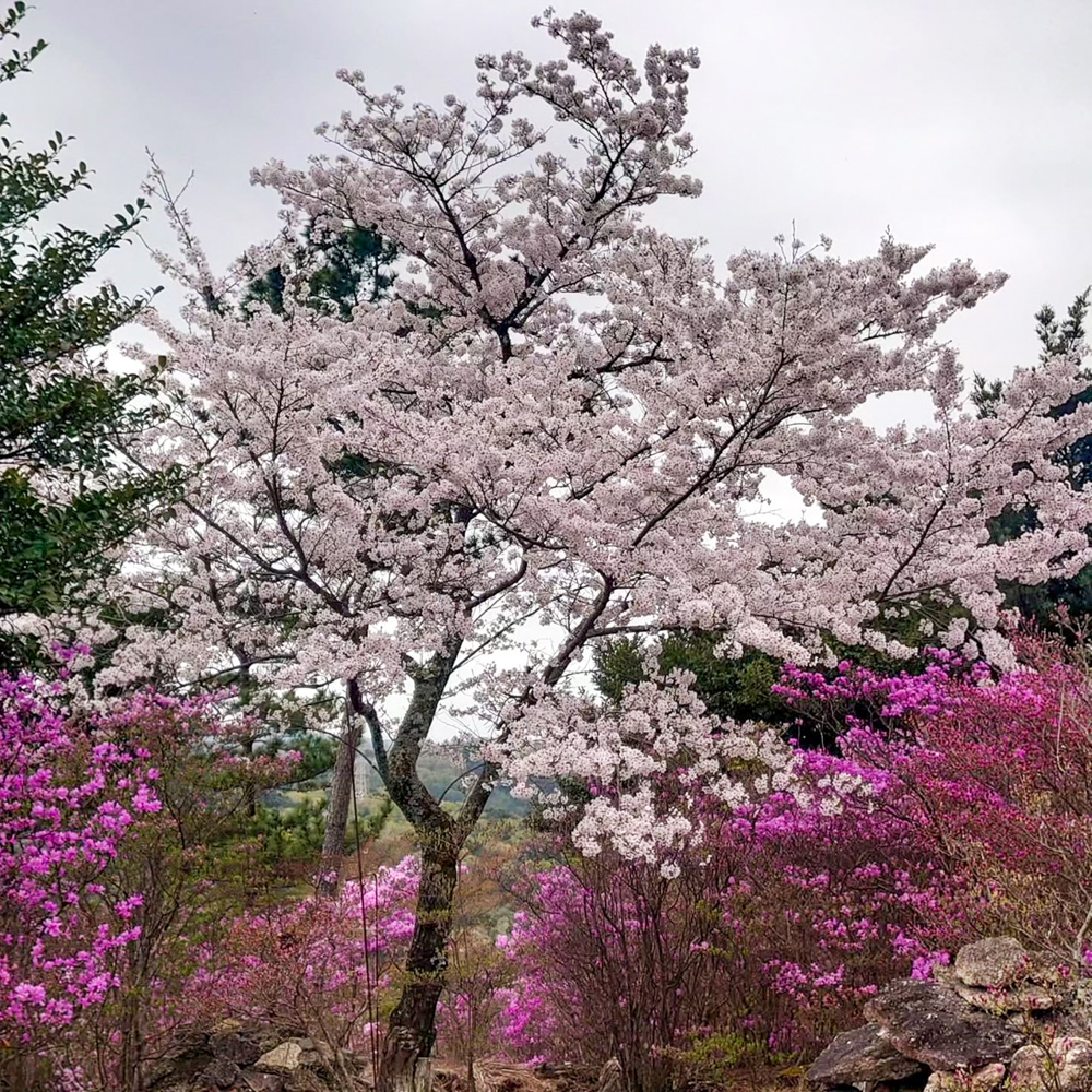 古瀬間御嶽神社、コバノミツバツツジ・桜、4月春の花、愛知県豊田市の観光・撮影スポットの画像と写真