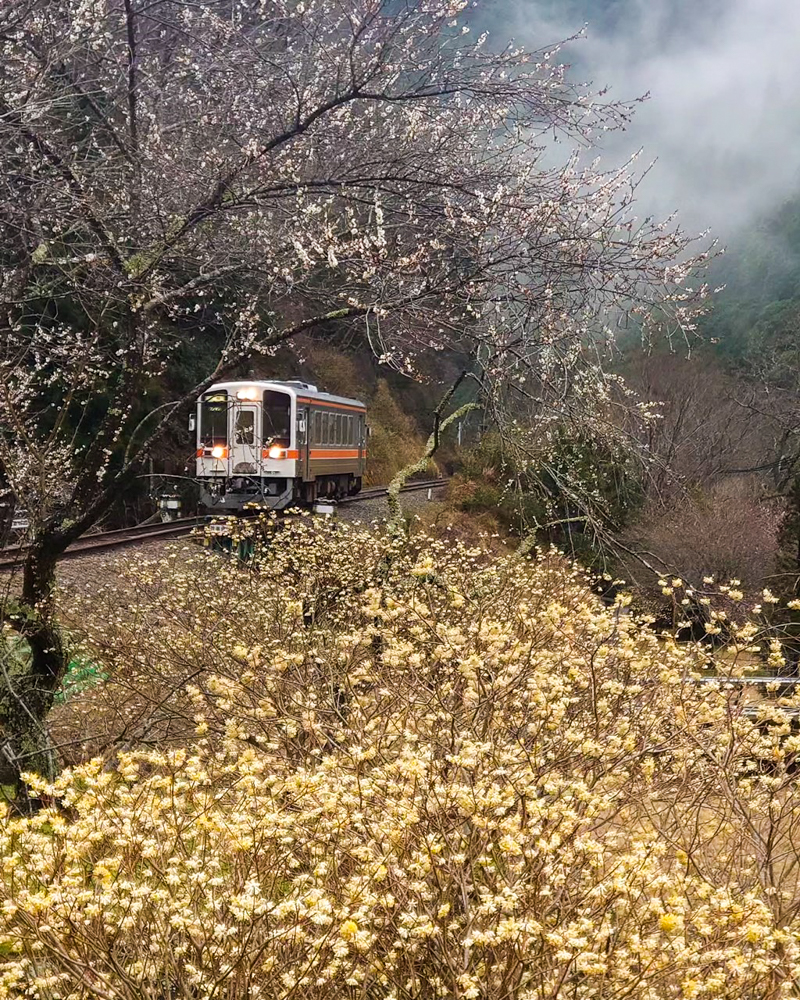 名松線比津駅。ミツマタと電車、３月春の花、三重県津市の観光・撮影スポットの名所