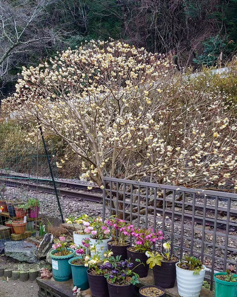 名松線比津駅。ミツマタ、３月春の花、三重県津市の観光・撮影スポットの名所