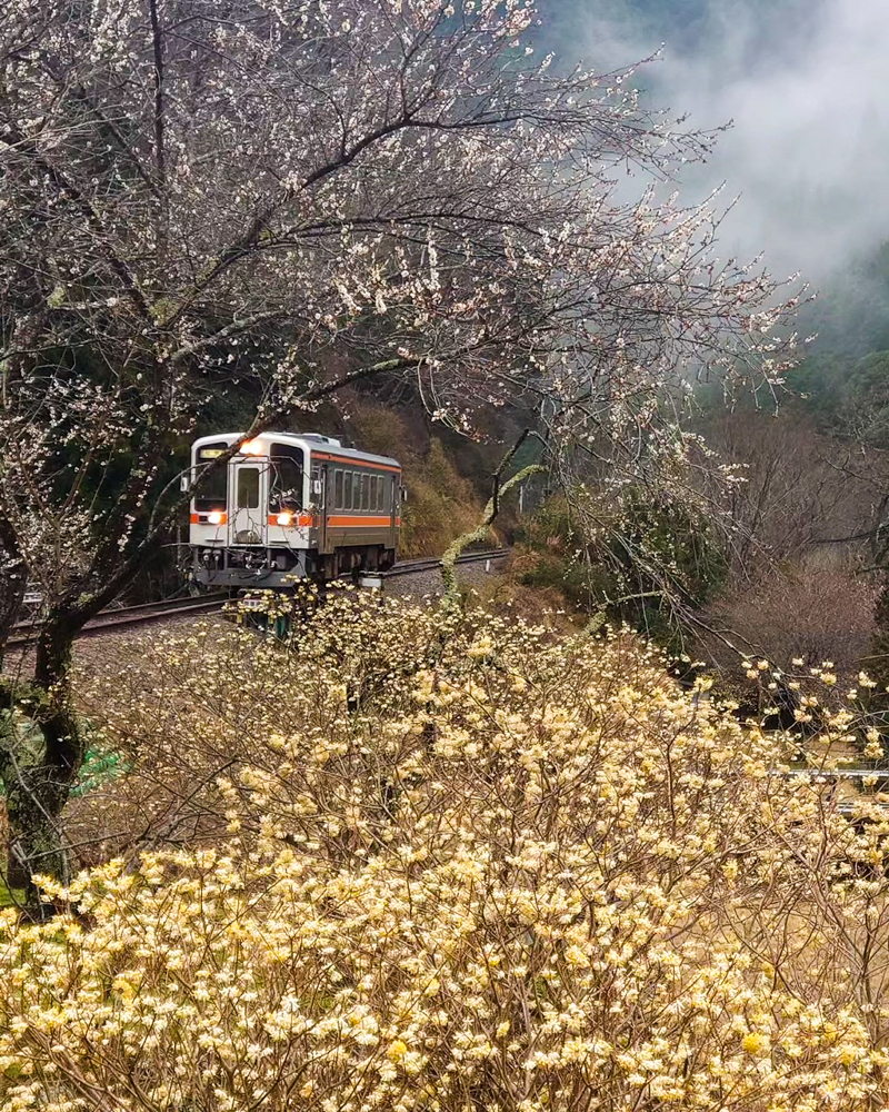 名松線比津駅。ミツマタと電車、３月春の花、三重県津市の観光・撮影スポットの名所