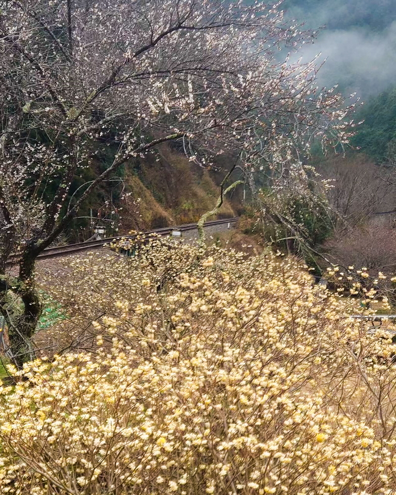 名松線比津駅。ミツマタ、３月春の花、三重県津市の観光・撮影スポットの名所