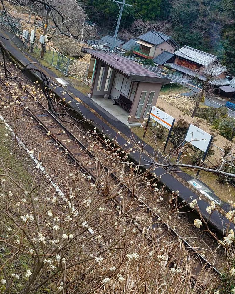 名松線比津駅。ミツマタ、３月春の花、三重県津市の観光・撮影スポットの名所