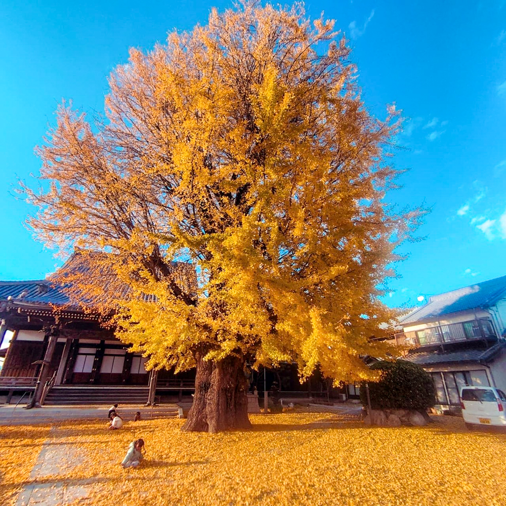 円通寺の大イチョウ、紅葉、黄葉、11月秋、三重県桑名市の観光・撮影スポットの画像と写真