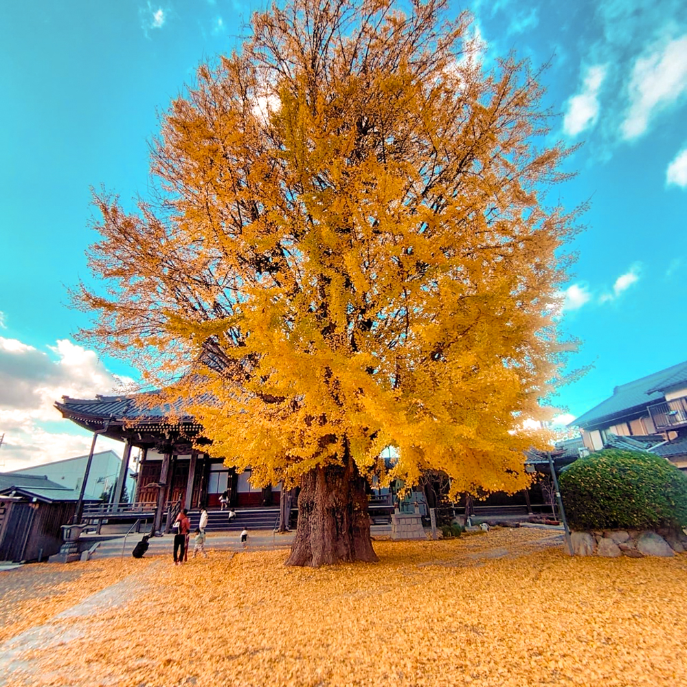 円通寺の大イチョウ、紅葉、黄葉、11月秋、三重県桑名市の観光・撮影スポットの画像と写真