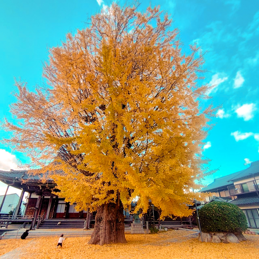 円通寺の大イチョウ、紅葉、黄葉、11月秋、三重県桑名市の観光・撮影スポットの画像と写真