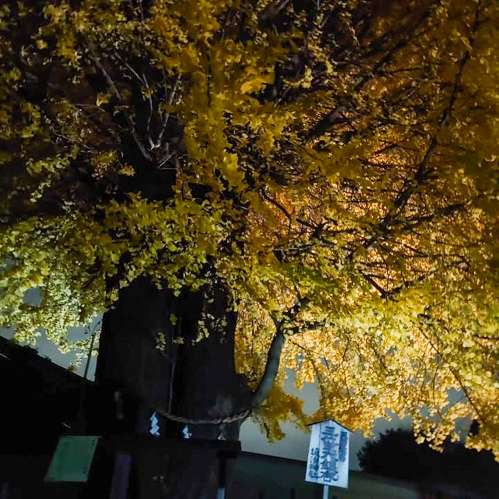 堤治神社、黄葉ライトアップ、11月秋、愛知県一宮市の観光・撮影スポットの画像と写真