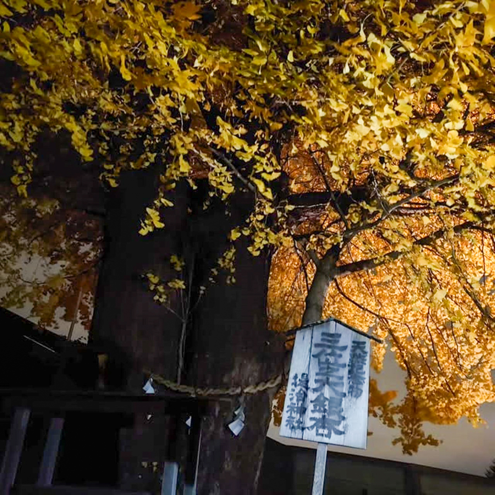 堤治神社、黄葉ライトアップ、11月秋、愛知県一宮市の観光・撮影スポットの画像と写真