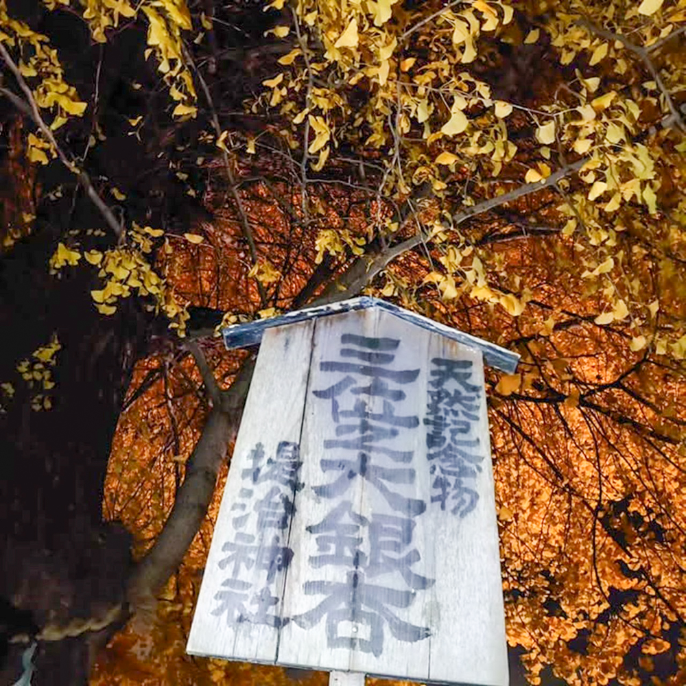 堤治神社、黄葉ライトアップ、11月秋、愛知県一宮市の観光・撮影スポットの画像と写真