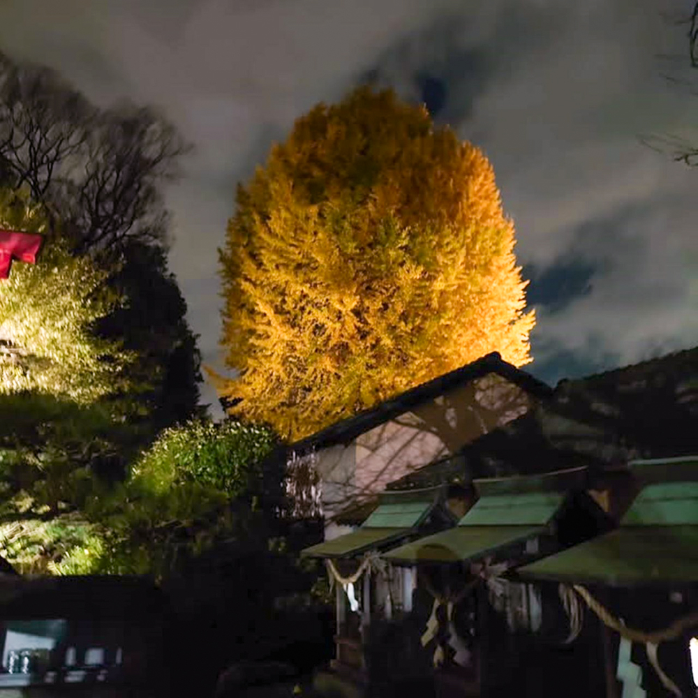 堤治神社、黄葉ライトアップ、11月秋、愛知県一宮市の観光・撮影スポットの画像と写真