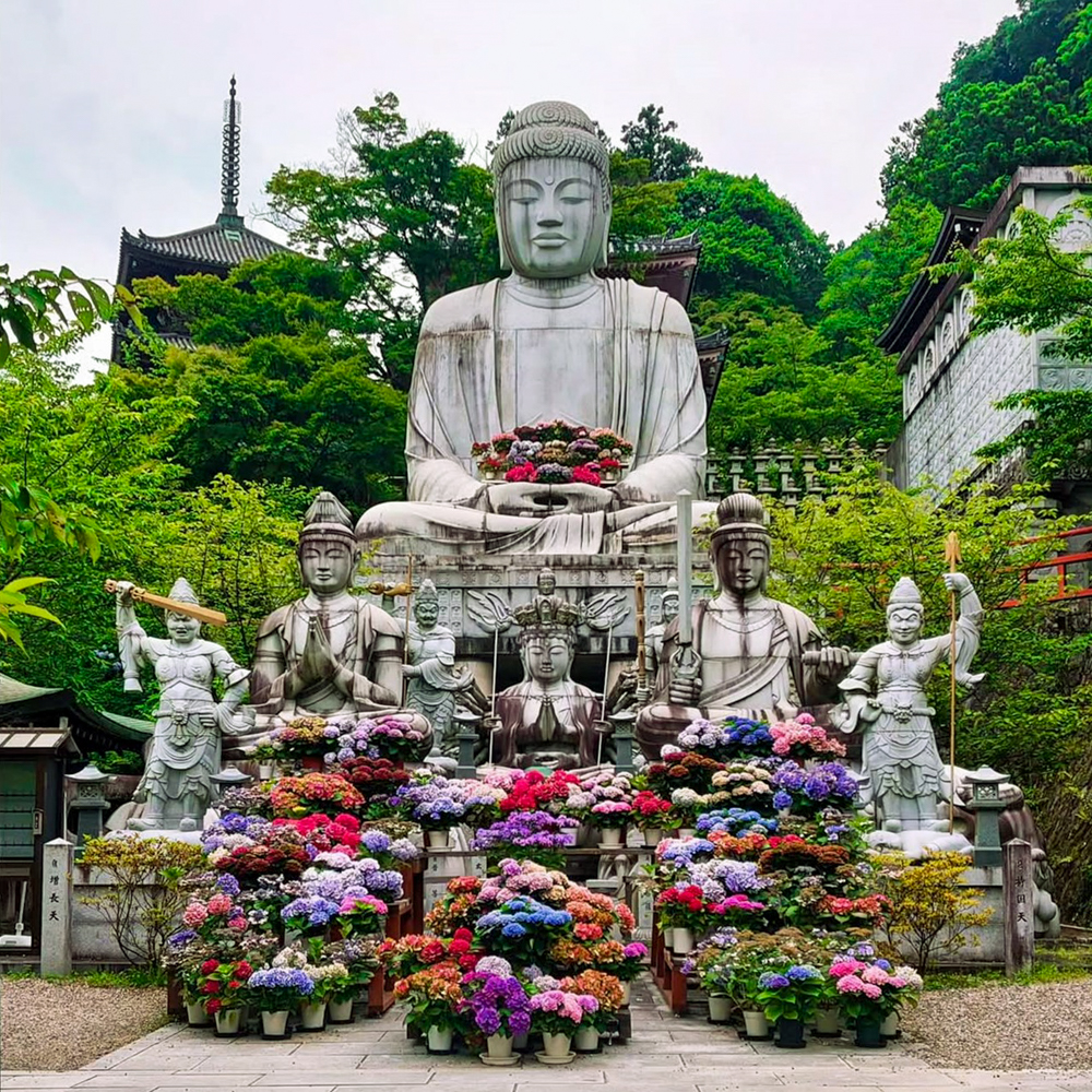 壷阪寺、あじさい、6月の夏の花、奈良県高市郡高取町の観光・撮影スポットの名所