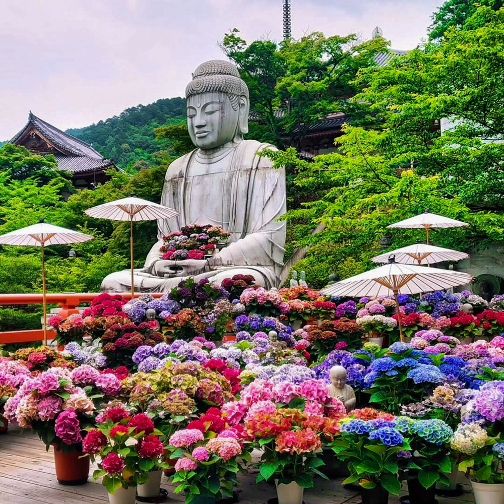 壷阪寺、あじさい、6月の夏の花、奈良県高市郡高取町の観光・撮影スポットの名所