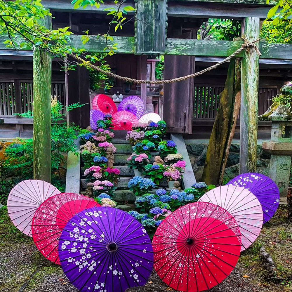 壷阪寺、和傘、6月の夏、奈良県高市郡高取町の観光・撮影スポットの名所