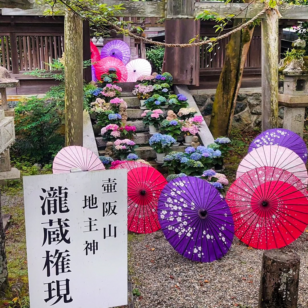 壷阪寺、和傘、6月の夏、奈良県高市郡高取町の観光・撮影スポットの名所