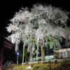 大安寺、しだれ桜ライトアップ、4月春の花、愛知県豊田市の観光・撮影スポットの画像と写真