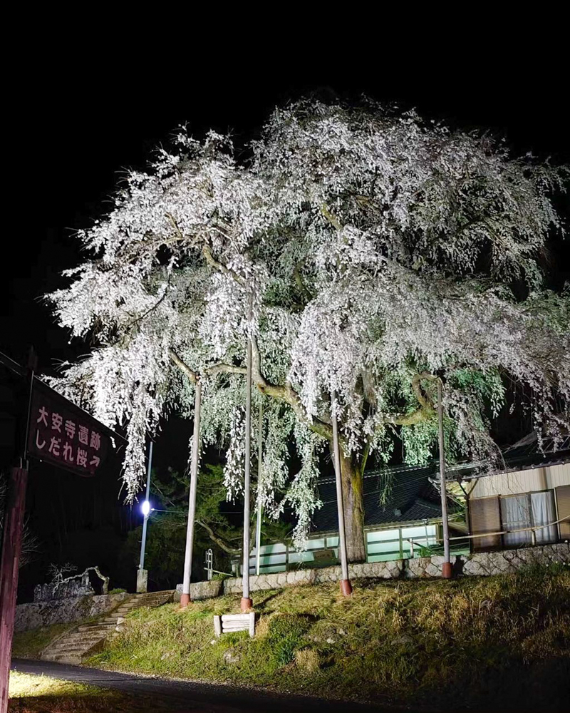 大安寺、しだれ桜ライトアップ、4月春の花、愛知県豊田市の観光・撮影スポットの画像と写真