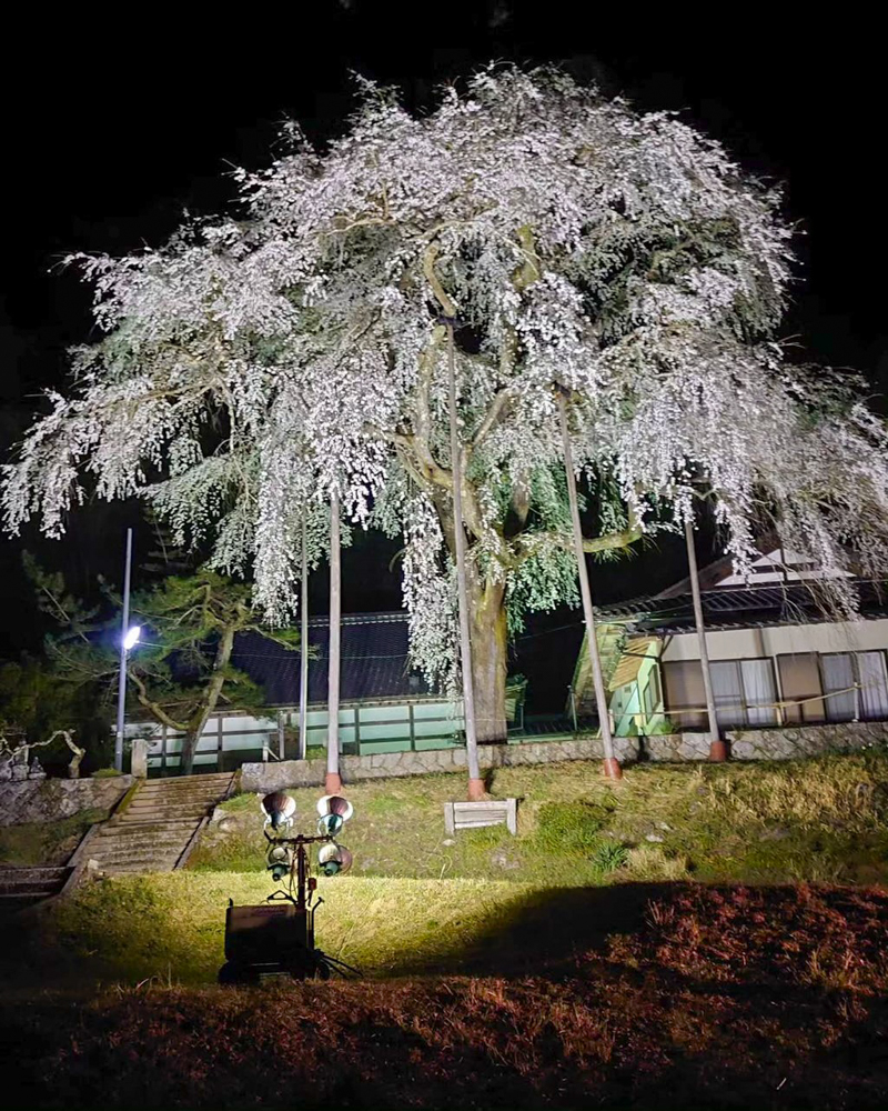 大安寺、しだれ桜ライトアップ、4月春の花、愛知県豊田市の観光・撮影スポットの画像と写真