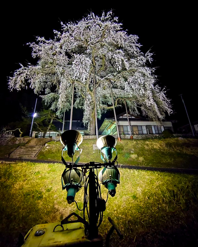 大安寺、しだれ桜ライトアップ、4月春の花、愛知県豊田市の観光・撮影スポットの画像と写真