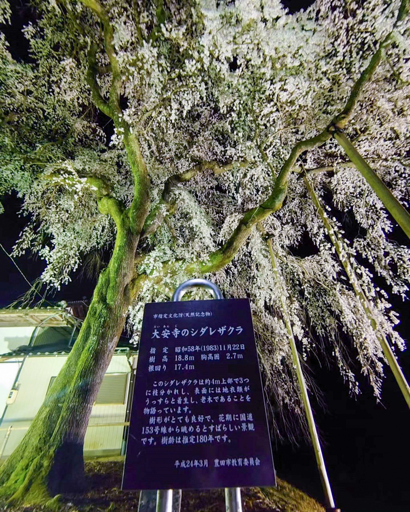 大安寺、しだれ桜ライトアップ、4月春の花、愛知県豊田市の観光・撮影スポットの画像と写真