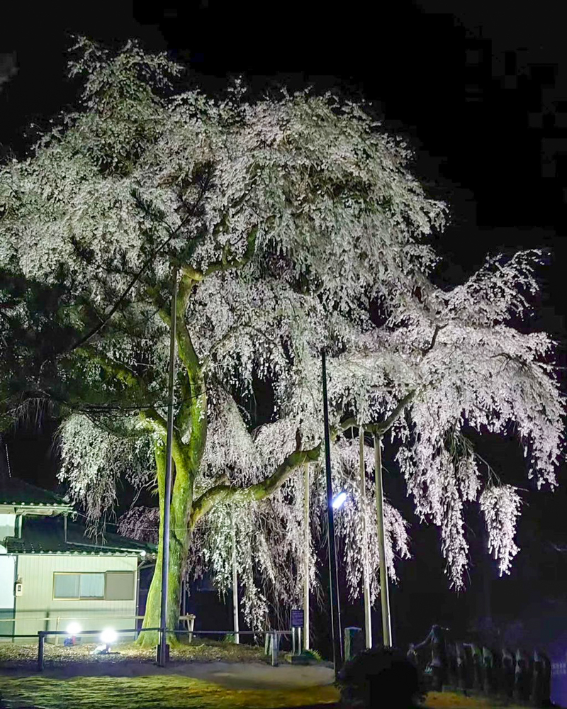 大安寺、しだれ桜ライトアップ、4月春の花、愛知県豊田市の観光・撮影スポットの画像と写真