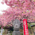 大慈寺、河津桜（てんれい桜）、2月春の花、三重県志摩市の観光・撮影スポットの名所