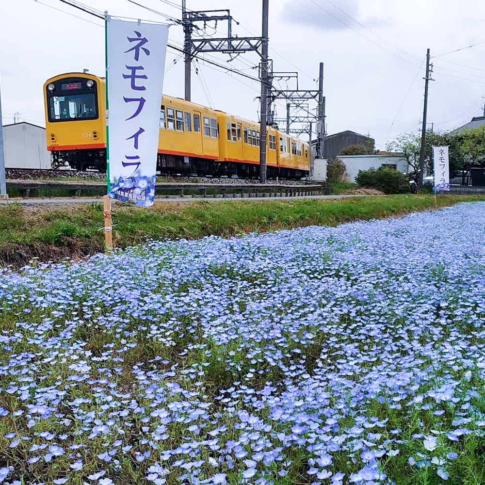 大泉駅ネモフィラ、三岐鉄道、4月春の花、三重県いなべ市の観光・撮影スポットの画像と写真