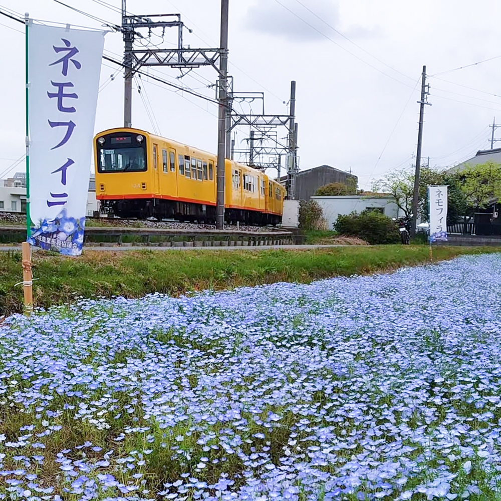 大泉駅ネモフィラ、三岐鉄道、4月春の花、三重県いなべ市の観光・撮影スポットの画像と写真