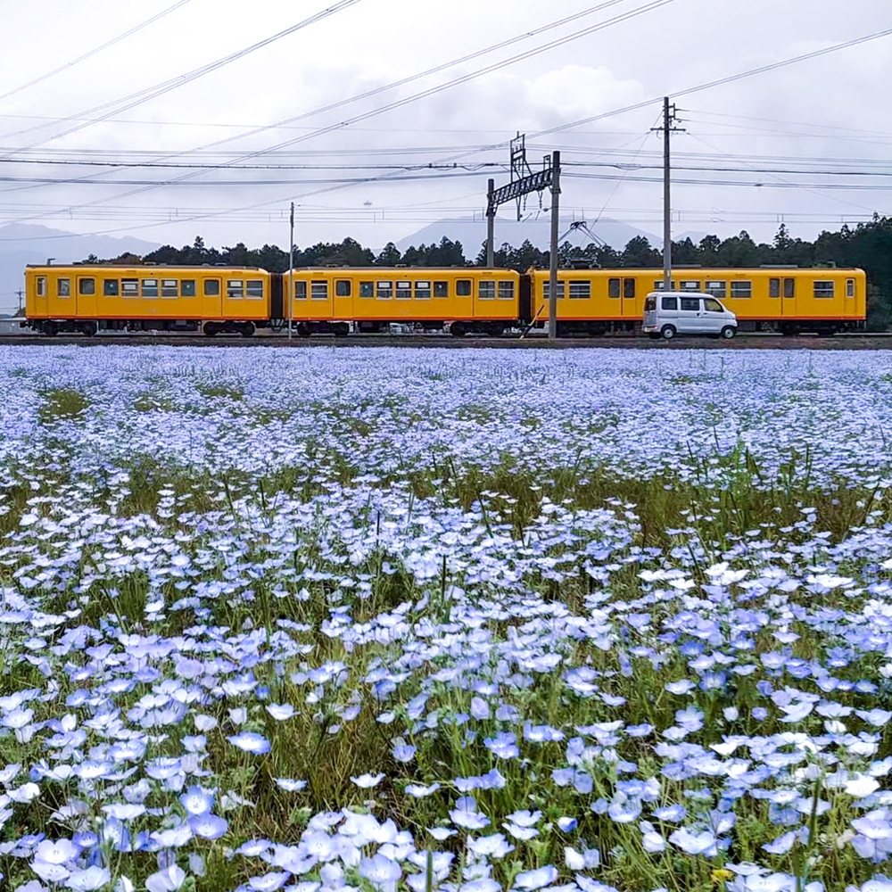 大泉駅ネモフィラ、三岐鉄道、4月春の花、三重県いなべ市の観光・撮影スポットの画像と写真