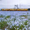 大泉駅ネモフィラ、三岐鉄道、4月春の花、三重県いなべ市の観光・撮影スポットの画像と写真