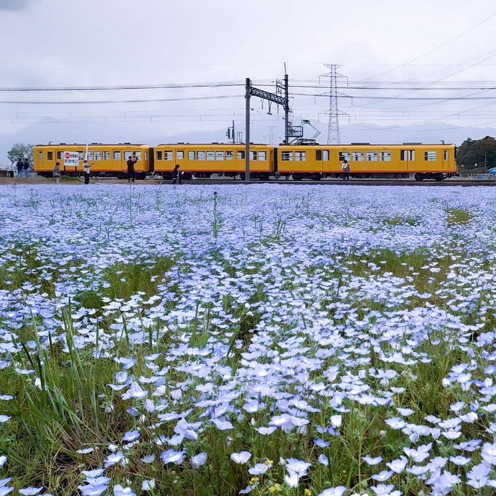 大泉駅ネモフィラ、三岐鉄道、4月春の花、三重県いなべ市の観光・撮影スポットの画像と写真