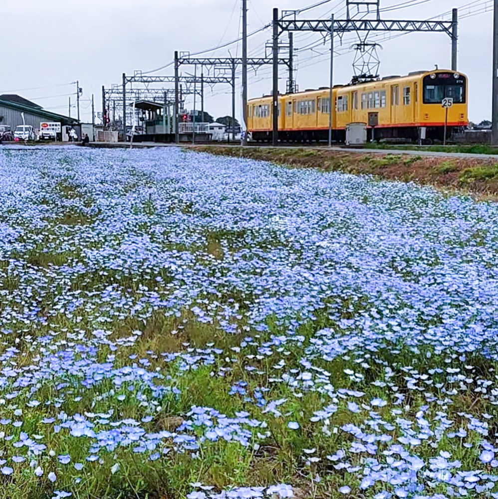 大泉駅ネモフィラ、三岐鉄道、4月春の花、三重県いなべ市の観光・撮影スポットの画像と写真