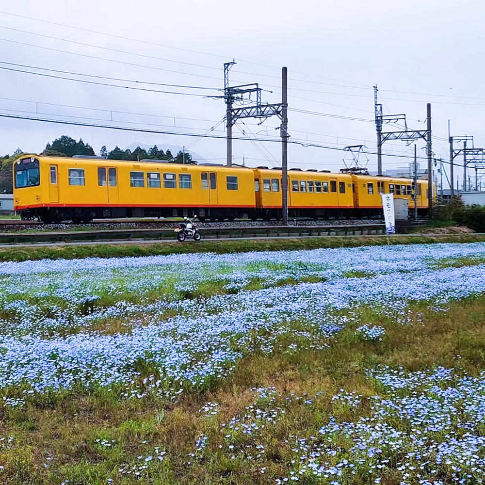 大泉駅ネモフィラ、三岐鉄道、4月春の花、三重県いなべ市の観光・撮影スポットの画像と写真