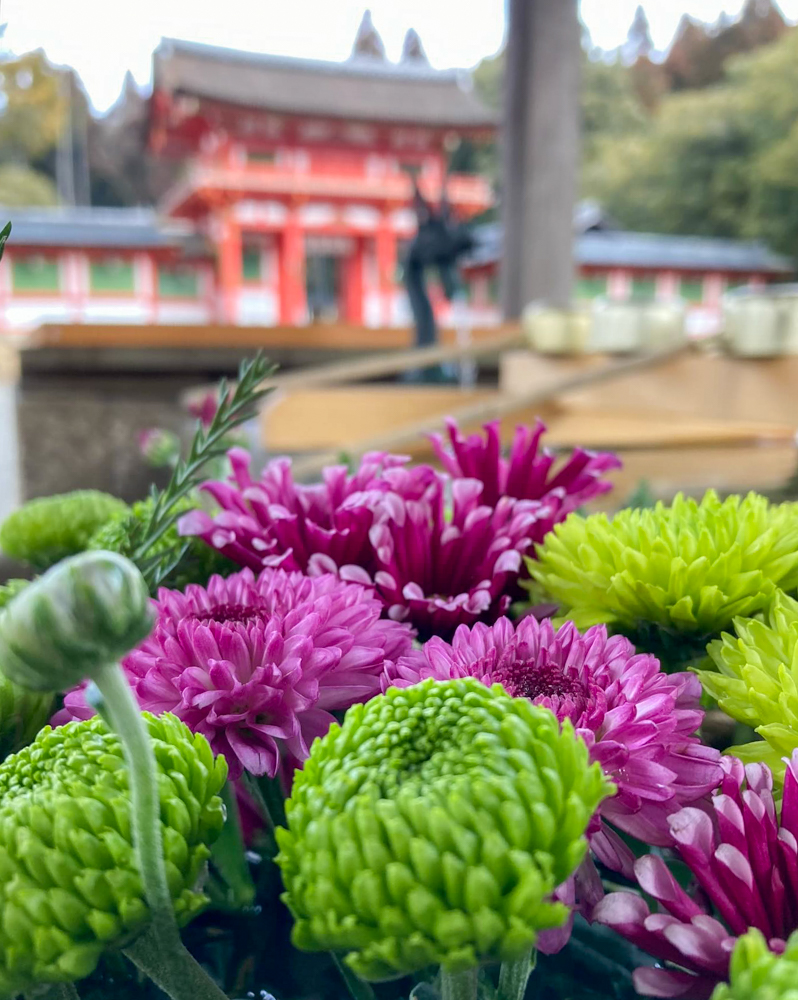 大鳥神社、花手水舎、2月冬、滋賀県甲賀市の観光・撮影スポットの名所