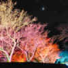 小原ふれあい公園、四季桜、紅葉ライトアップ、11月秋、愛知県豊田市の観光・撮影スポットの画像と写真