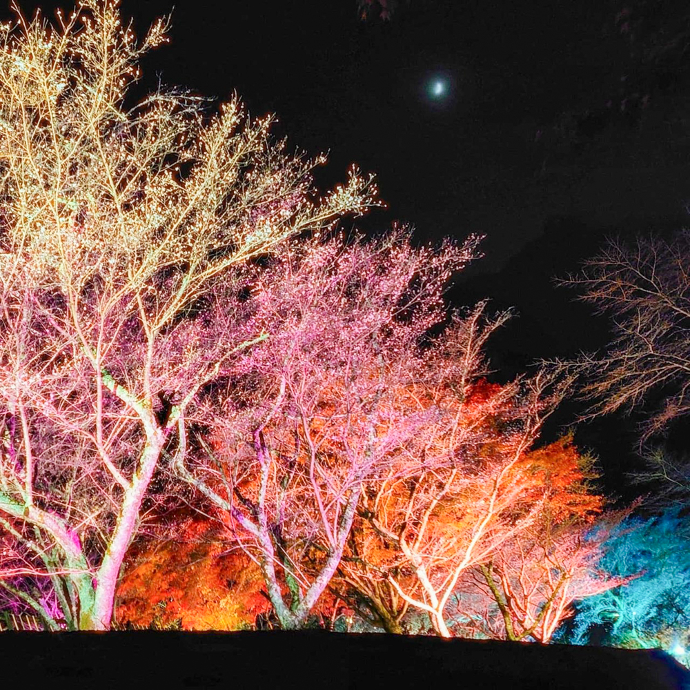 小原ふれあい公園、四季桜、紅葉ライトアップ、11月秋、愛知県豊田市の観光・撮影スポットの画像と写真