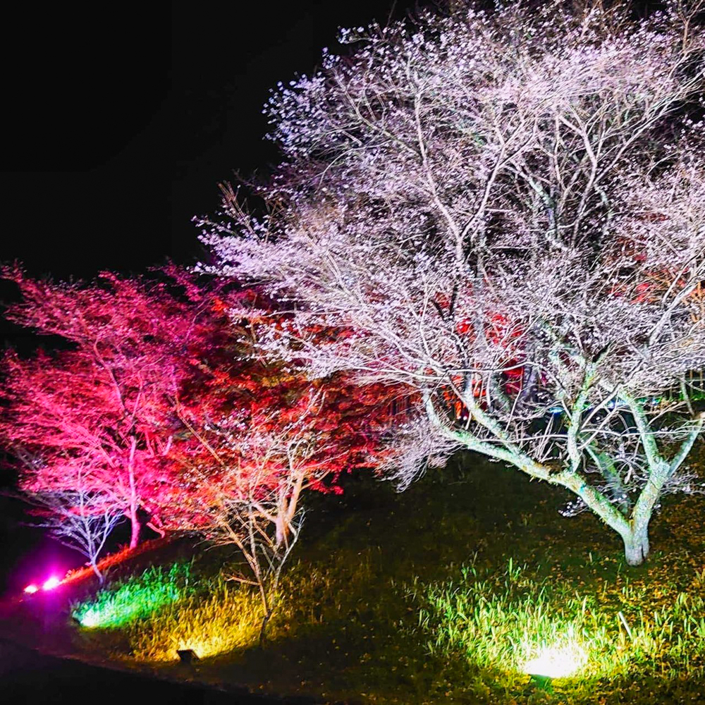 小原ふれあい公園、四季桜、紅葉ライトアップ、11月秋、愛知県豊田市の観光・撮影スポットの画像と写真