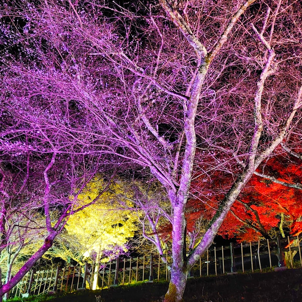 小原ふれあい公園、四季桜、紅葉ライトアップ、11月秋、愛知県豊田市の観光・撮影スポットの画像と写真