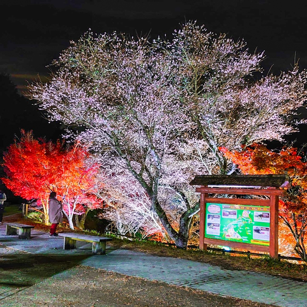 小原ふれあい公園、四季桜、紅葉ライトアップ、11月秋、愛知県豊田市の観光・撮影スポットの画像と写真