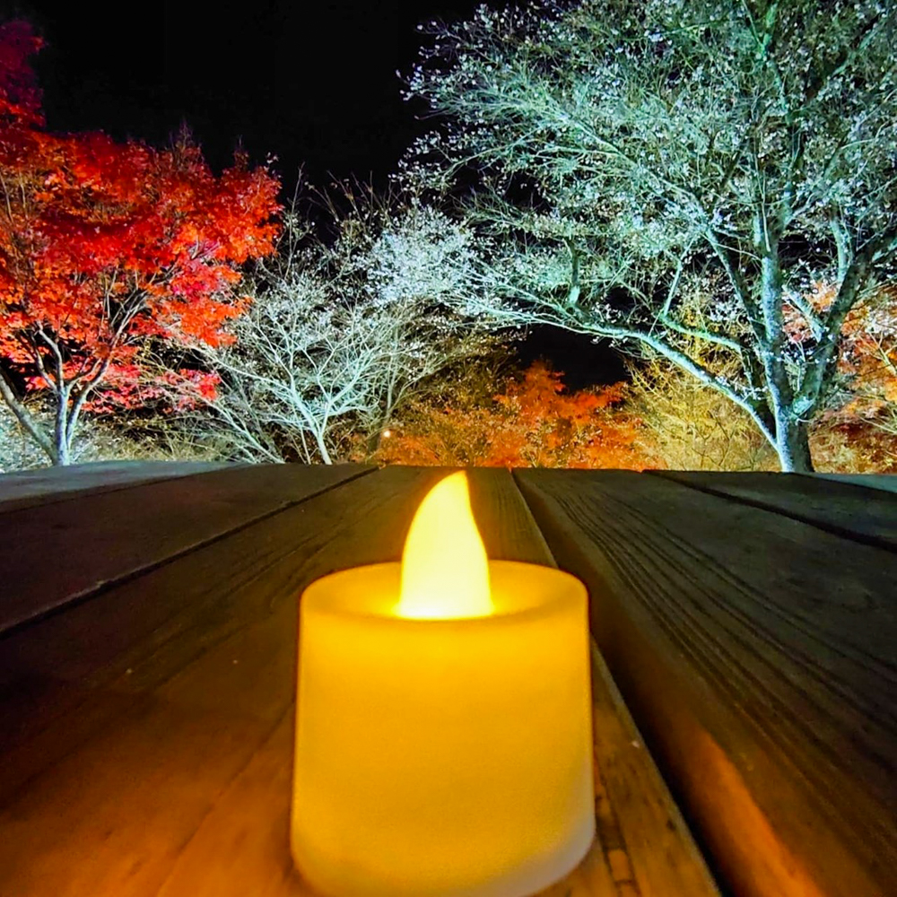 小原ふれあい公園、四季桜、紅葉ライトアップ、11月秋、愛知県豊田市の観光・撮影スポットの画像と写真