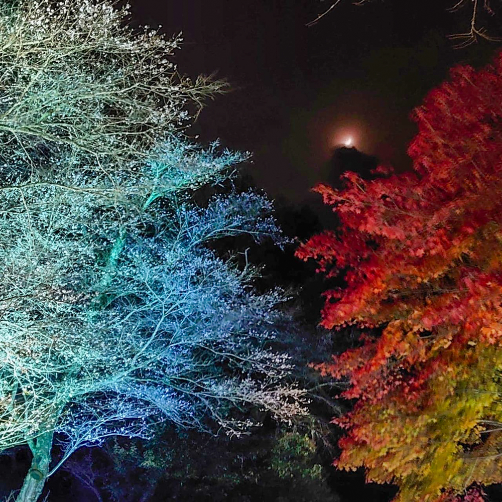 小原ふれあい公園、四季桜、紅葉ライトアップ、11月秋、愛知県豊田市の観光・撮影スポットの画像と写真