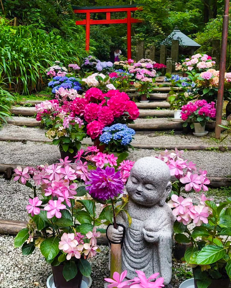 岡寺、あじさい、６月夏の花、奈良県高市郡の観光・撮影スポットの名所