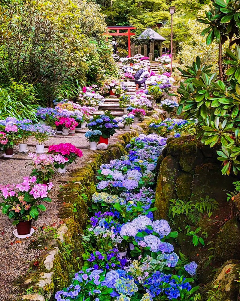 岡寺、あじさい、６月夏の花、奈良県高市郡の観光・撮影スポットの名所