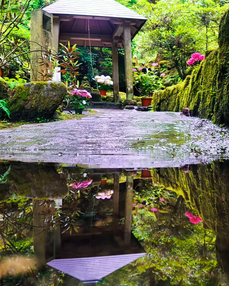 岡寺、６月夏の花、奈良県高市郡の観光・撮影スポットの名所