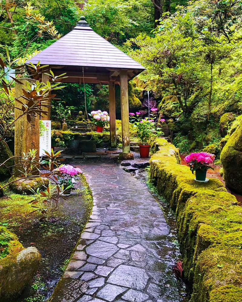 岡寺、６月夏の花、奈良県高市郡の観光・撮影スポットの名所