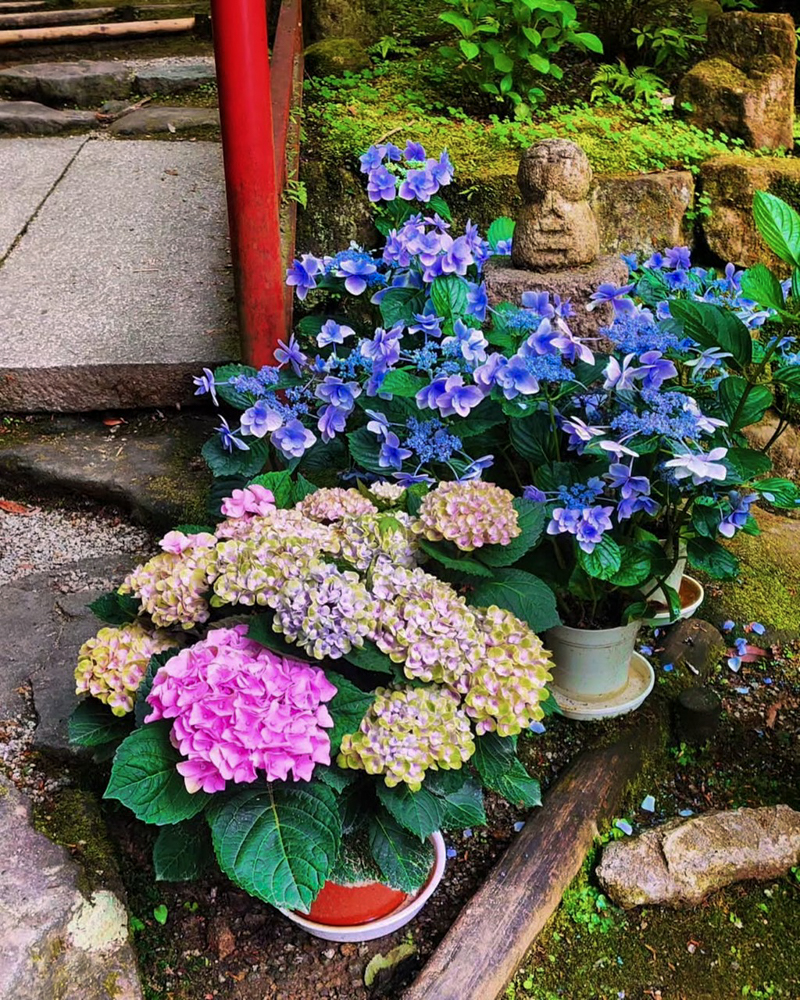 岡寺、あじさい、６月夏の花、奈良県高市郡の観光・撮影スポットの名所